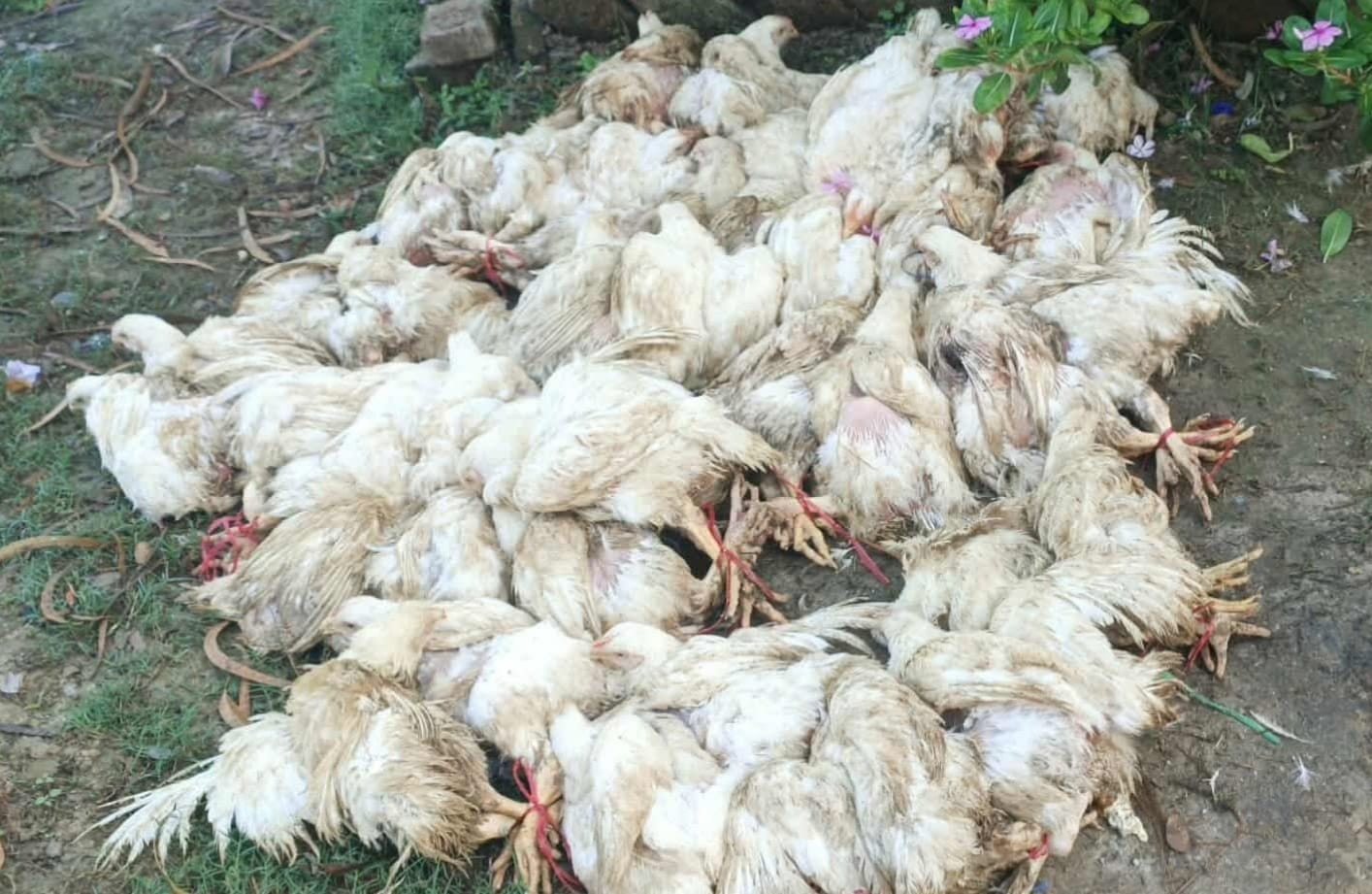 भारतबाट ल्याइएको अवैध बोइलर कुखुरा साईगाउँ प्रहरीको नियन्त्रणमा
