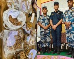 रुपन्देहीबाट २ किलो ६०५ ग्राम सुनसहित महिला पक्राउ 