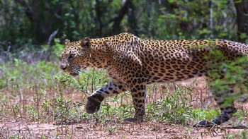 बर्दियामा एकैदिन चितुवाको आक्रमणमा दुई जनाको मृत्यु