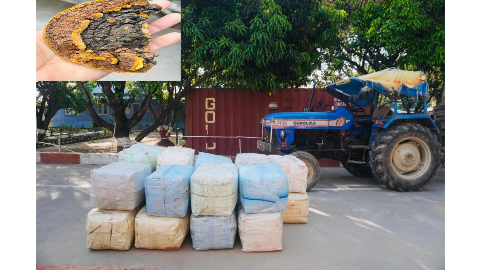 बाँकेमा ३० लाखको अवैध सागा च्याउसहित ट्याक्टर सशस्त्र प्रहरीको नियन्त्रणमा