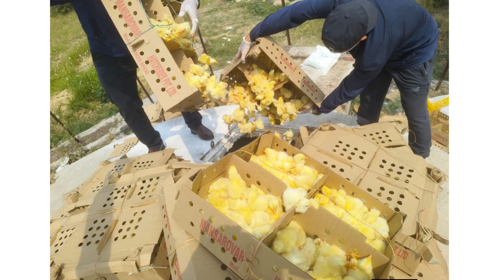 ५ लाख रुपैयाँ बढीको अवैध चल्ला बाँके प्रहरीको नियन्त्रणमा