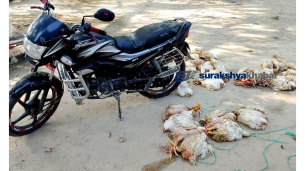 बाँकेको साईगाउँबाट मोटरसाइकलसहित १ क्विन्टल बोइलर कुखुरा सशस्त्र प्रहरीको नियन्त्रणमा