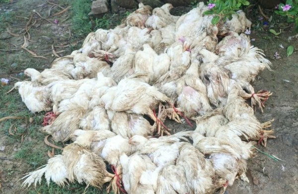भारतबाट ल्याइएको अवैध बोइलर कुखुरा साईगाउँ प्रहरीको नियन्त्रणमा