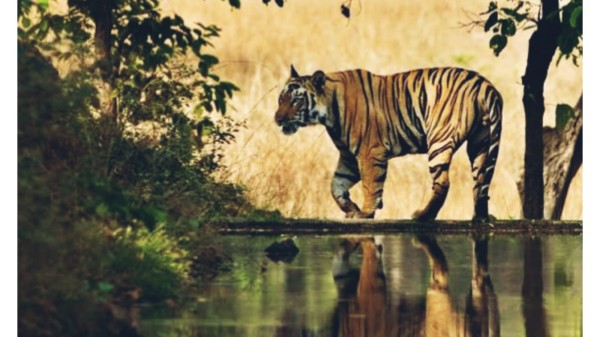 गाउँपालिकाले माग्यो तत्काल नरभक्षी बाघ मार्ने आदेश