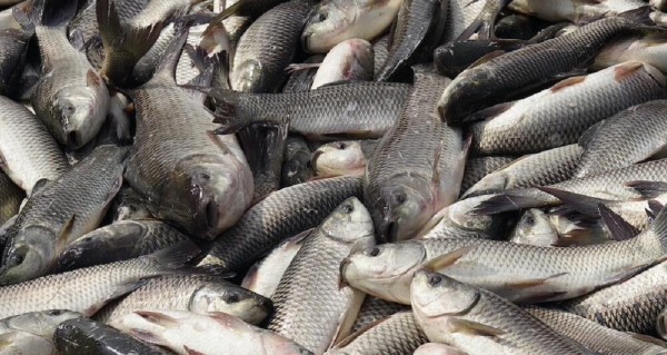 अवैध रुपले ल्याइएको ठुलो परिमाणको माछा बाँकेको खजुरा क्षेत्रबाट प्रहरीको नियन्त्रणमा