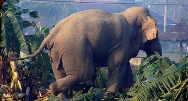 एकाबिहानै जंगली हात्तीको आक्रमणमा ६ वर्षीया नातिनीको मृत्यु, हजुरआमा घाइते