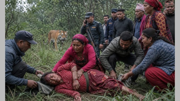 निकुञ्ज क्षेत्रमा घाँस काट्न गएकी महिलामाथि बाघको आक्रमण, अवस्था गम्भीर