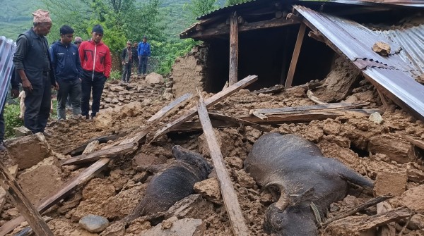 गोठ भत्किँदा ६५ वर्षीय धनबहादुरको घटनास्थलमै मृत्यु, चौपाया पनि पुरिए