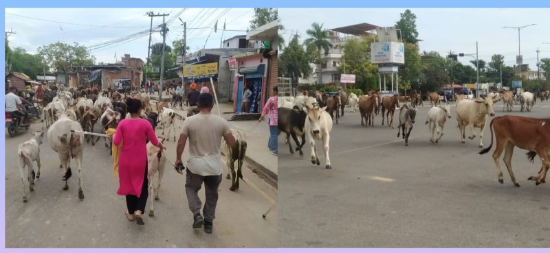 बजार क्षेत्रमा दुर्घटना निम्त्याउने ६ दर्जनबढी छाडा पशुचौपायालाई कान्जीहाउस पुर्याइयो