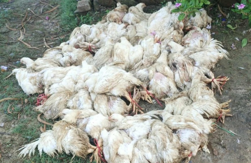 भारतबाट ल्याइएको अवैध बोइलर कुखुरा साईगाउँ प्रहरीको नियन्त्रणमा