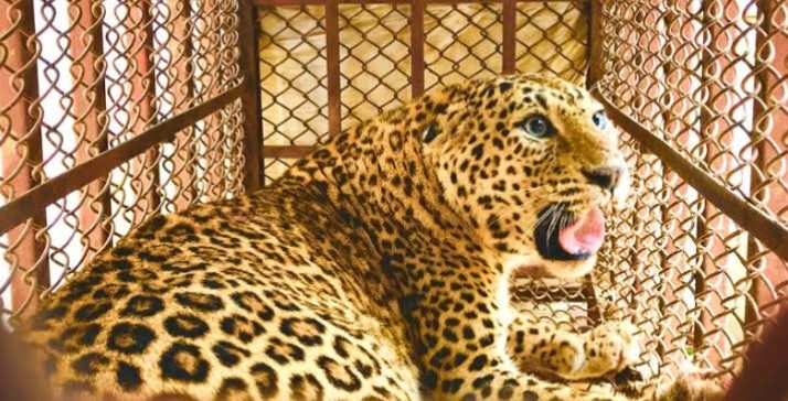 भालुबाङमा चितुवाको आक्रमण: दुई जना घाइते, प्रहरीको सक्रियतामा नियन्त्रणमा आयो चितुवा