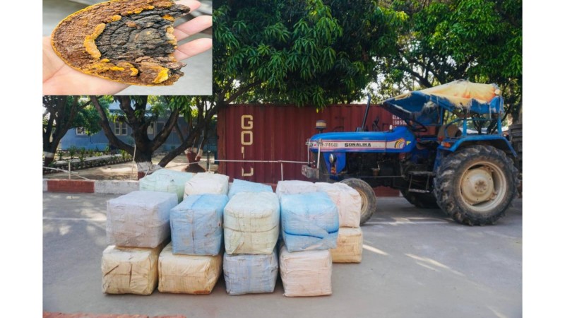 बाँकेमा ३० लाखको अवैध सागा च्याउसहित ट्याक्टर सशस्त्र प्रहरीको नियन्त्रणमा