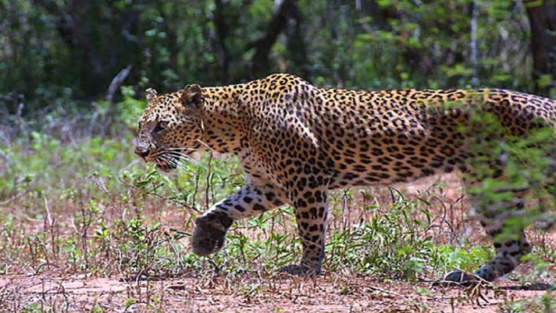 बर्दियामा एकैदिन चितुवाको आक्रमणमा दुई जनाको मृत्यु